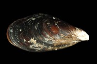 藏品(紫貽貝)的圖片